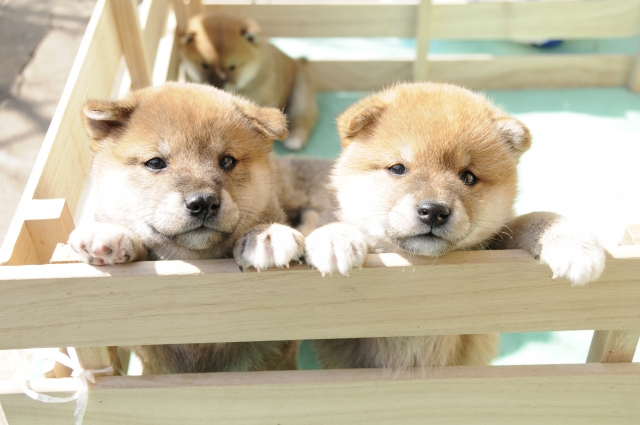 犬を飼ったら。まずは留守中の見守りで普段の行動を把握！