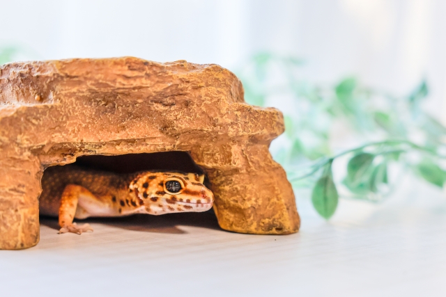 ヒョウモントカゲモドキがかわいい！どうやって飼う？爬虫類を飼うならしっかり準備！